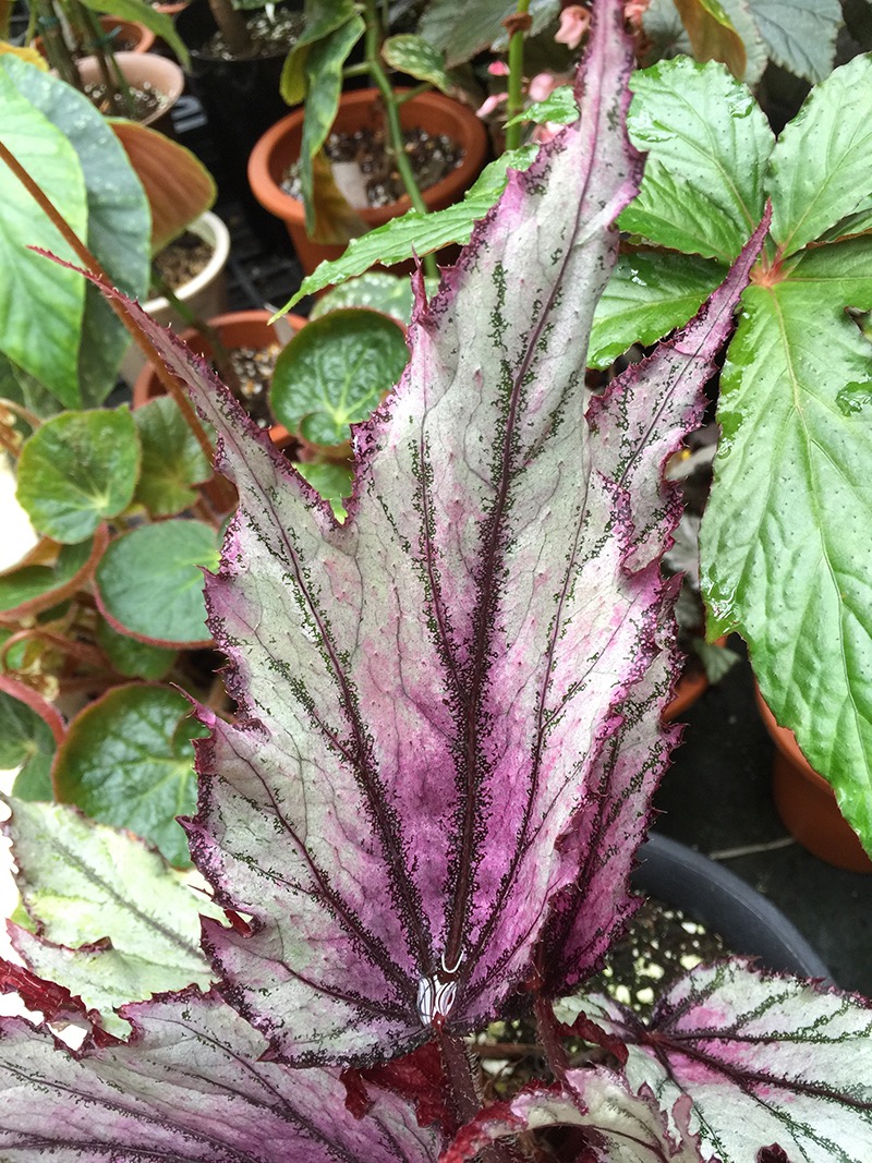B. ‘Silver Helen Teupel’